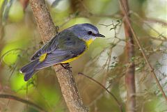 Eastern Yellow Robin